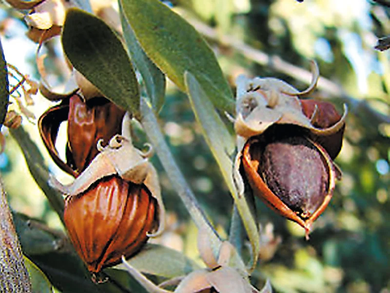 Jojoba Oil-Producing Plant Shrub Seeds