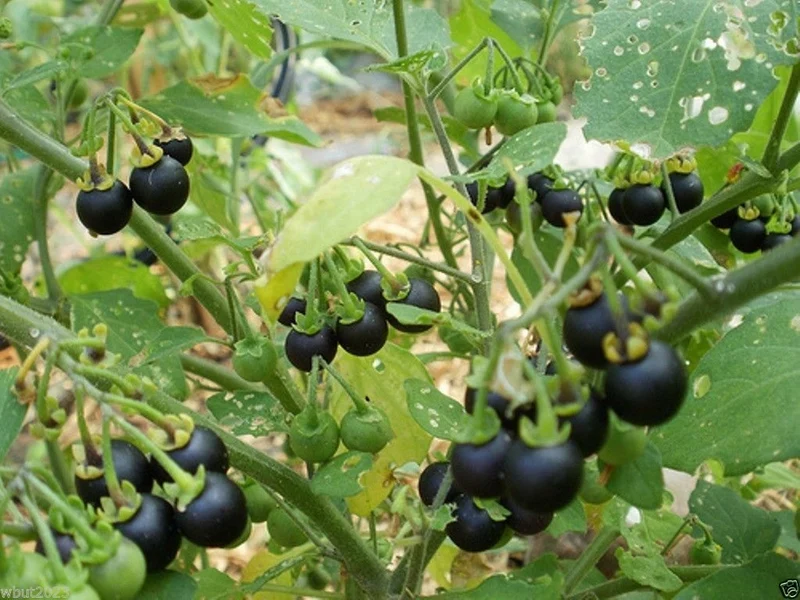 Wonderberry Sunberry Fruit Shrub Seeds