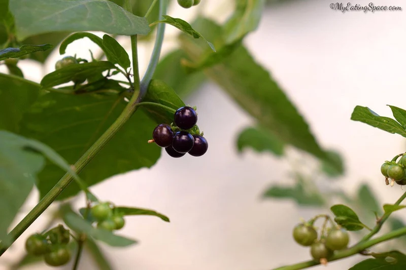 Wonderberry Sunberry Fruit Shrub Seeds