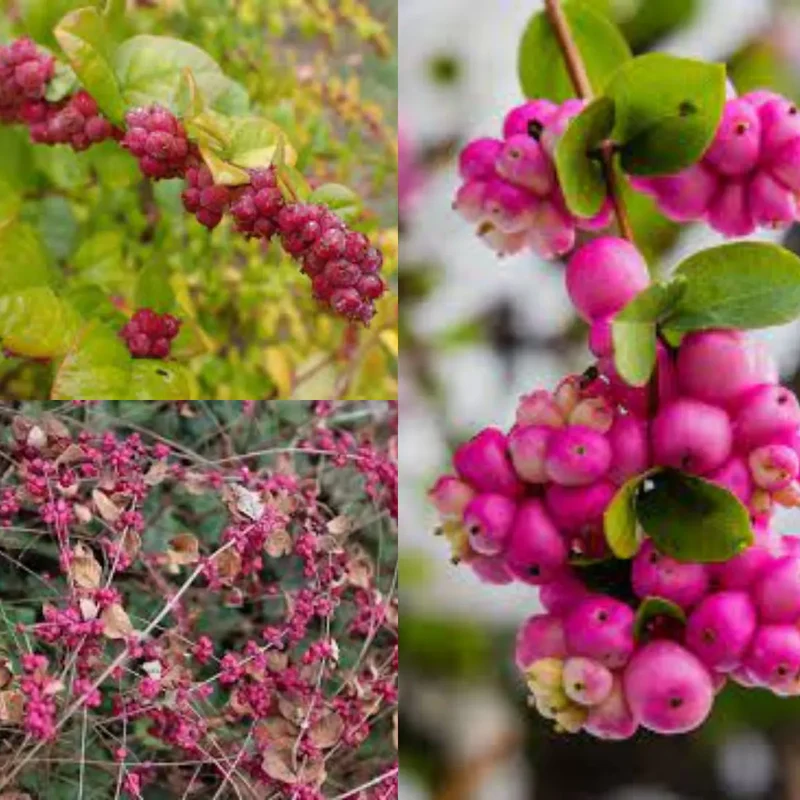 Coralberry Shrub Seeds