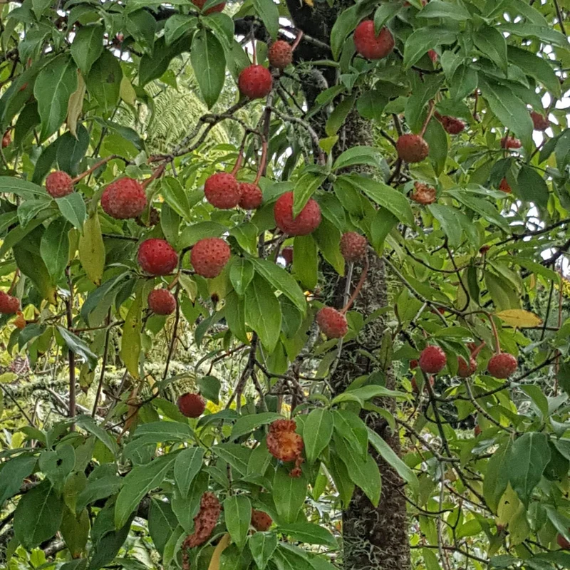 Himalayan Dogwood Strawberry Tree Seeds
