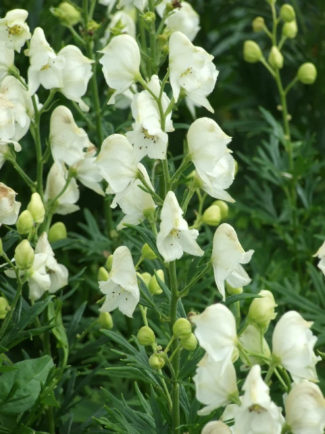 Eisenhut (Aconitum napellus 'Album')