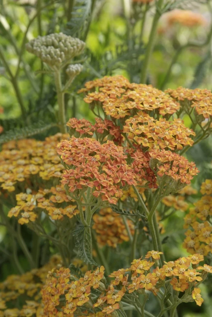 Schafgarbe (Achillea millefolium 'Terracotta')