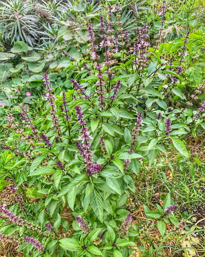 Thai Basil Seeds – Aromatic, Heirloom Non-GMO Herb for Culinary & Garden Use