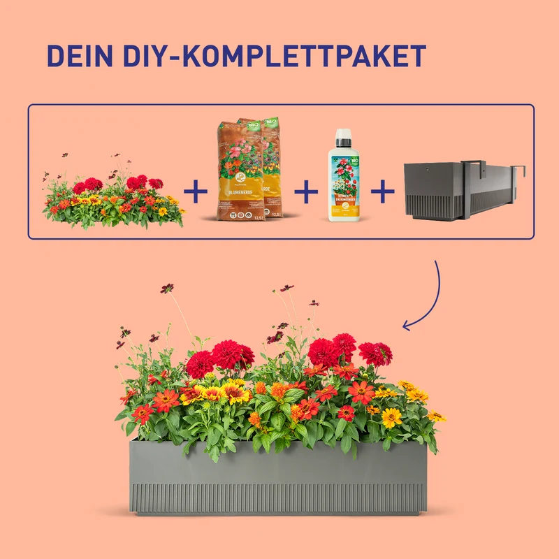 Balkonbox Summer Sunset