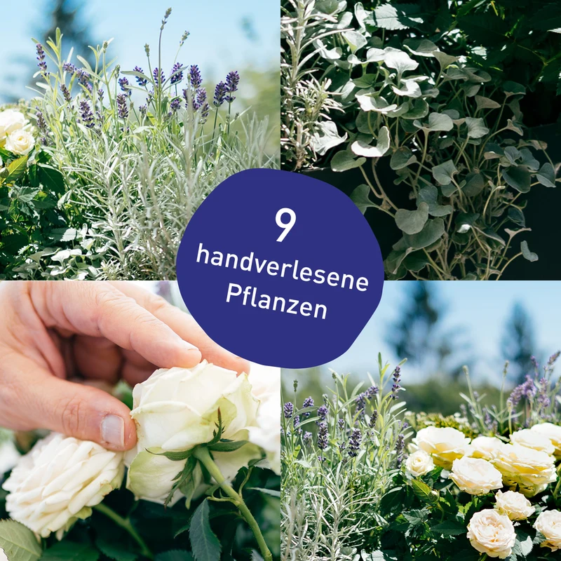Balkonbox Lavender Love