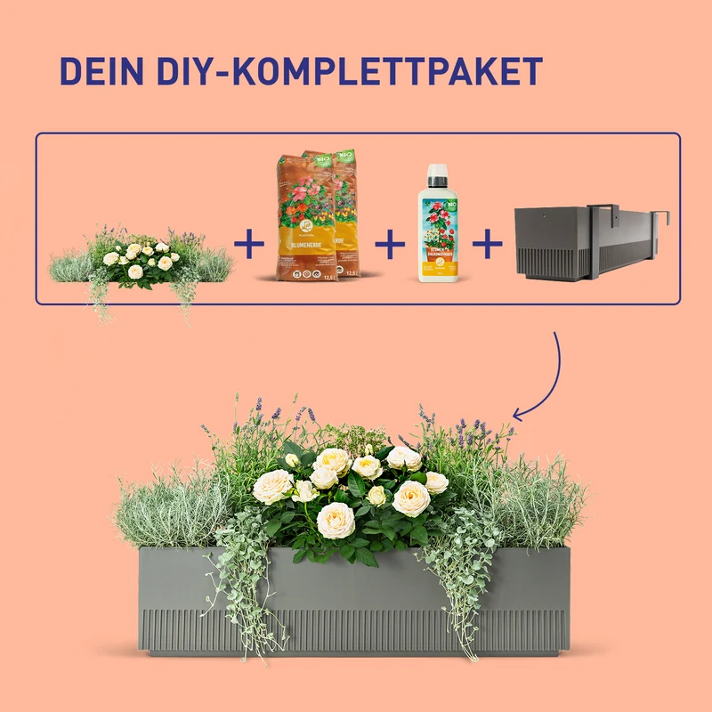Balkonbox Lavender Love