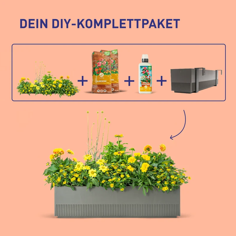 Balkonbox Golden Glow
