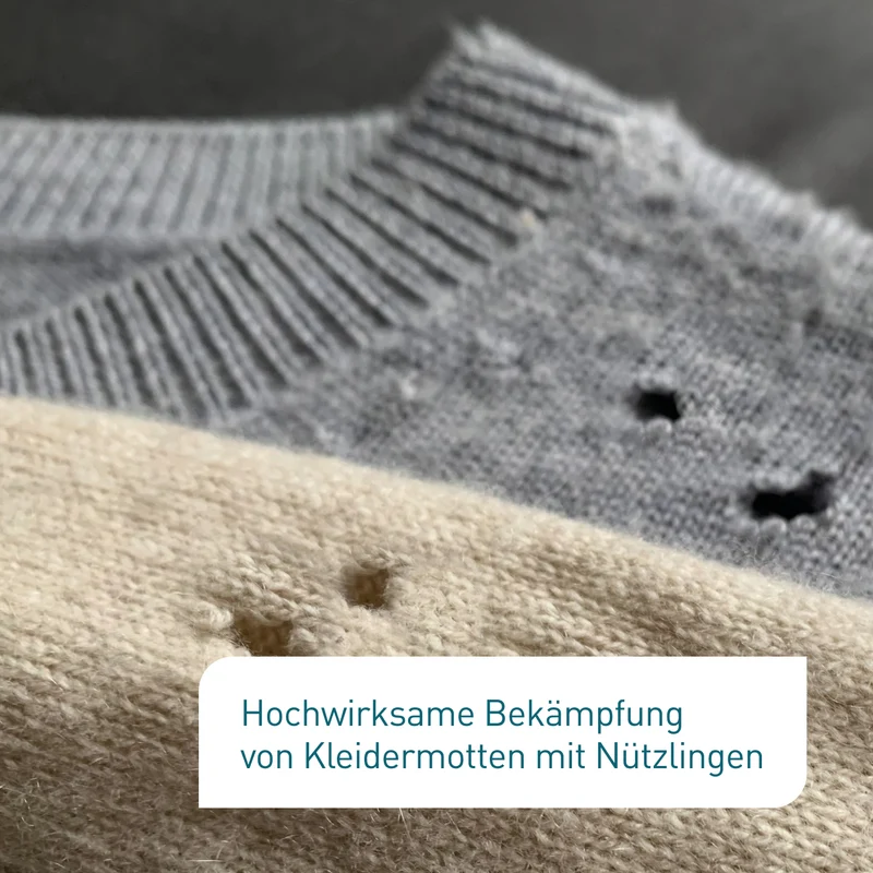 Lagerpiraten gegen Kleidermotten