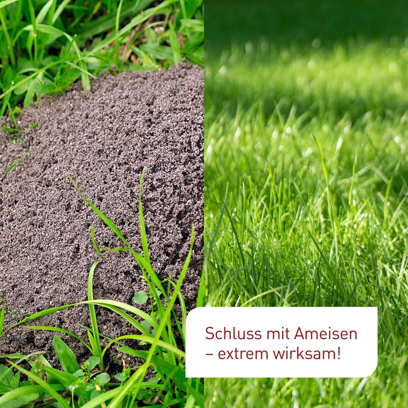 SF-Nematoden gegen Ameisen
