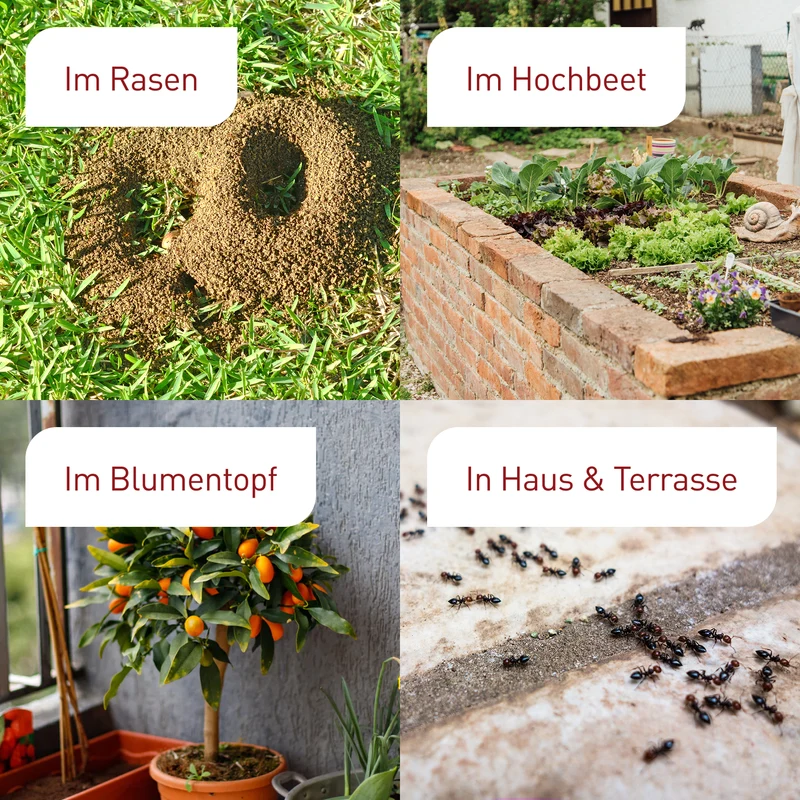 SF-Nematoden gegen Ameisen