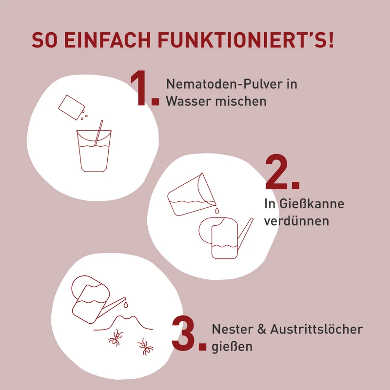 SF-Nematoden gegen Ameisen