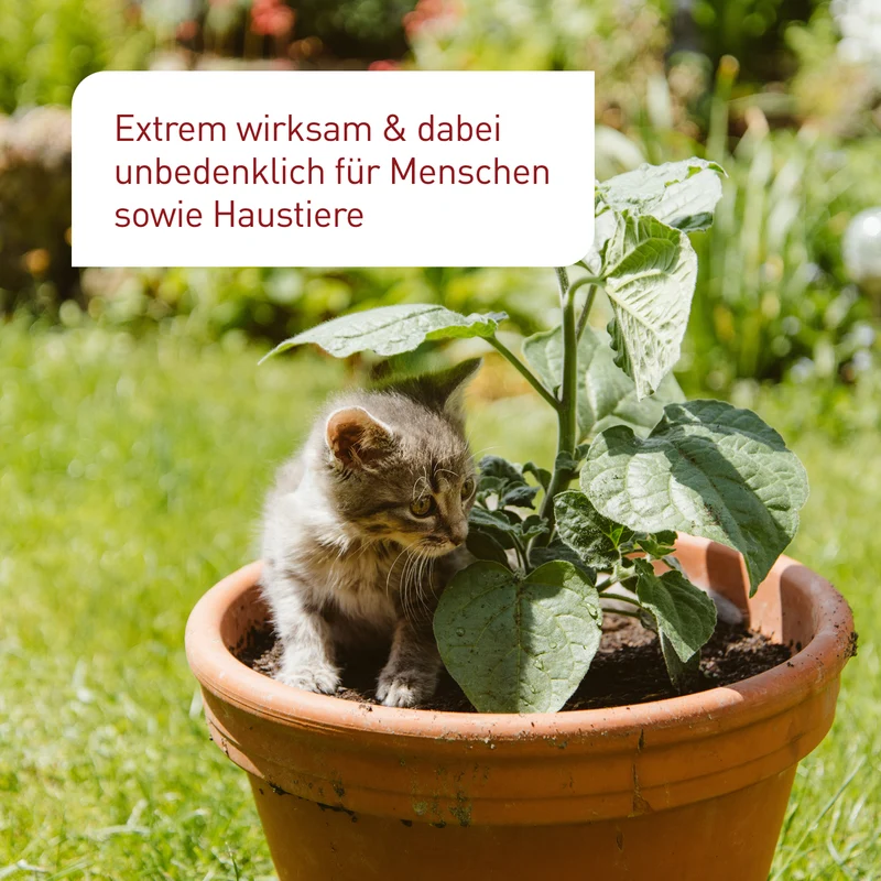 SF-Nematoden gegen Ameisen