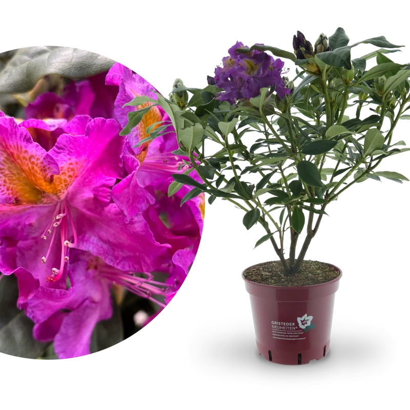 Rhododendron Eyecatcher® 'Sunkiss' Lila-Gelb