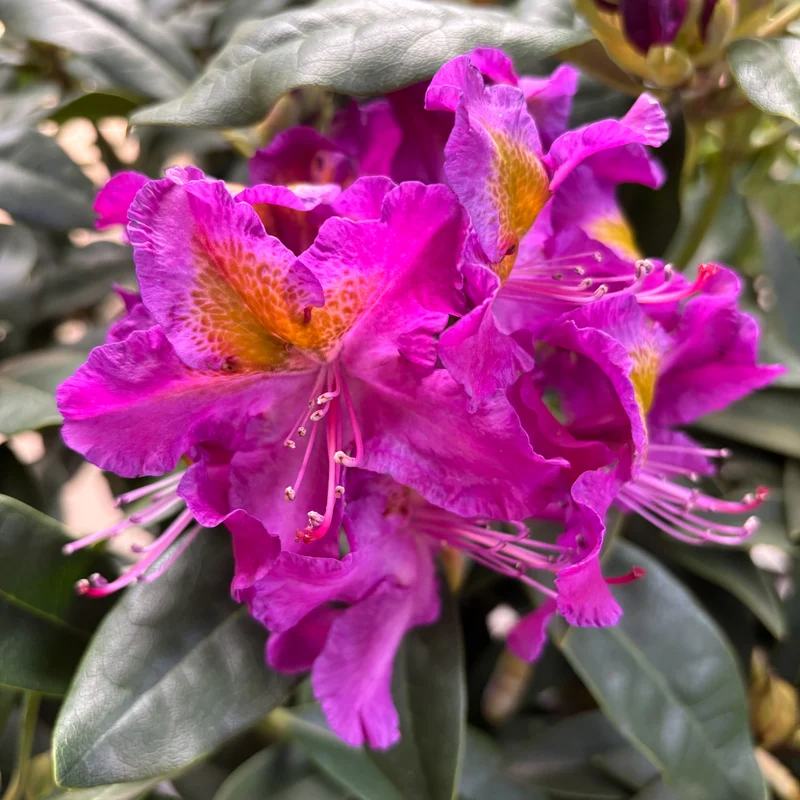 Rhododendron Eyecatcher® 'Sunkiss' Lila-Gelb