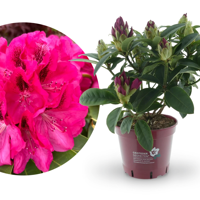 Rhododendron Eyecatcher® 'Sundowner' Violett-Pink