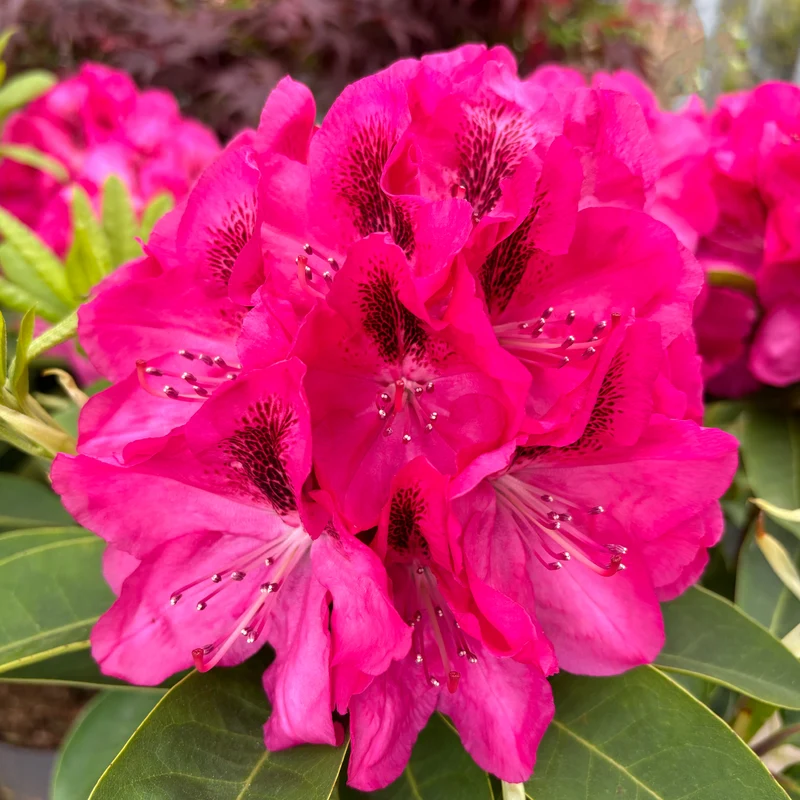 Rhododendron Eyecatcher® 'Sundowner' Violett-Pink