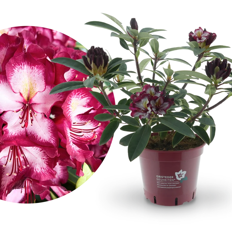 Rhododendron Eyecatcher® 'Exotic' Violett-Weiß