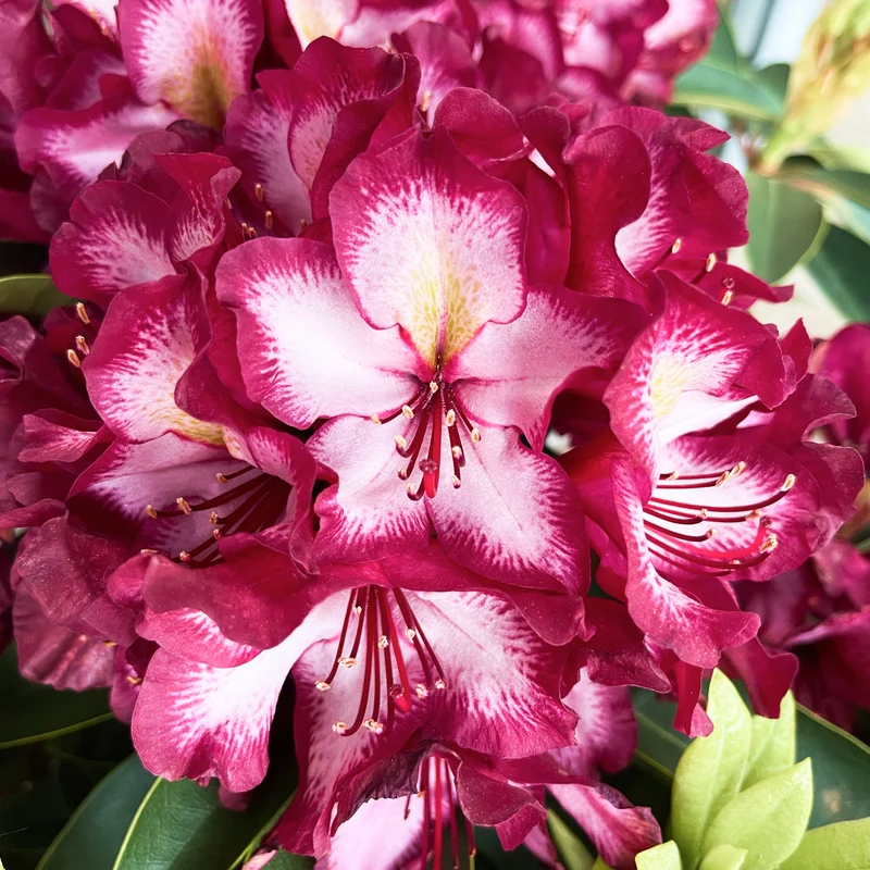 Rhododendron Eyecatcher® 'Exotic' Violett-Weiß