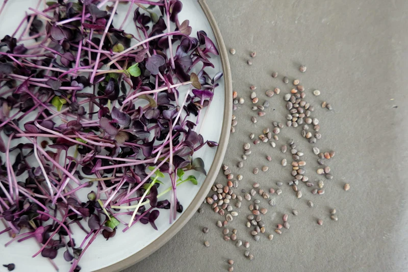 Bio-Radieschen 'Scarlet Champion' Sprossen