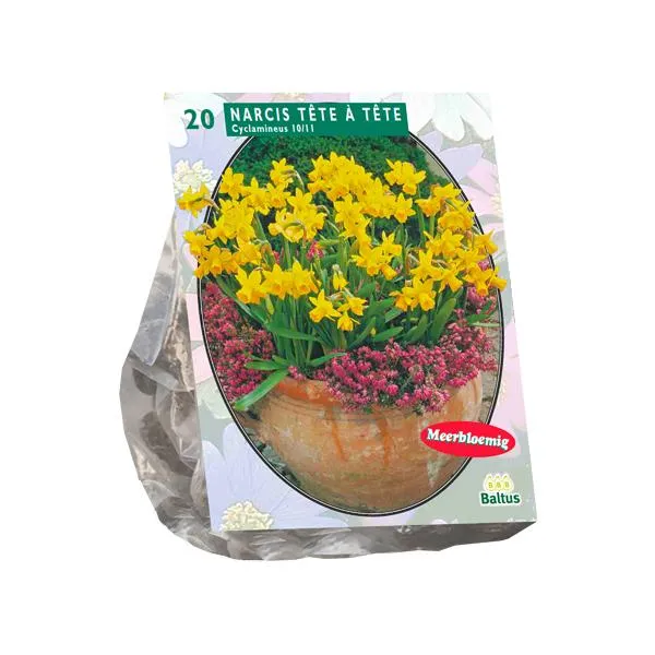 Narzisse Mini Tête à Tête - 20 Stück
