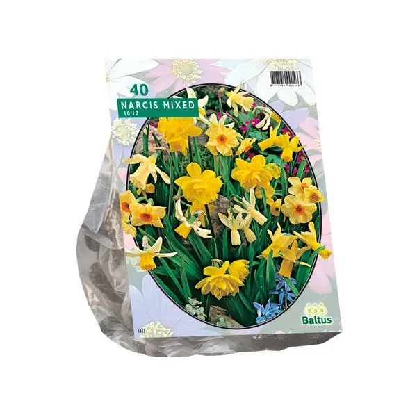 Narzissen-Mini-Mix – 25 Stück