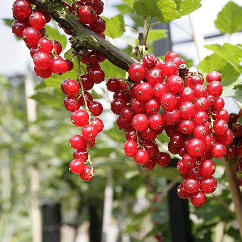 Red Wax Currant Fruit Seeds