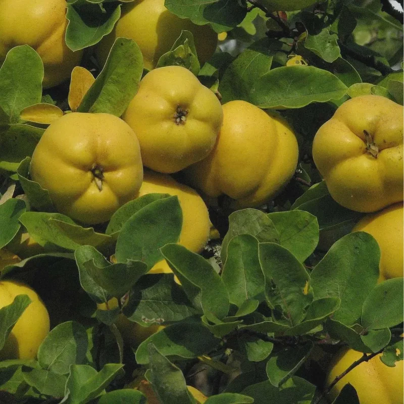 Flowering Quince Fruit Seeds