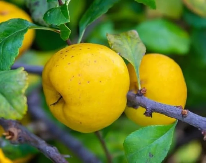 Flowering Quince Fruit Seeds