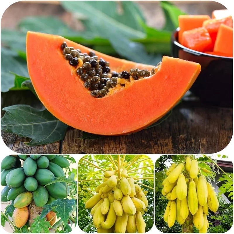 Papaya Melon Seeds