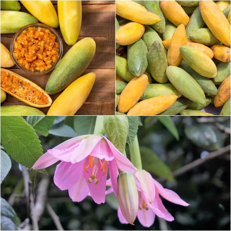 Banana Passion Fruit Seeds