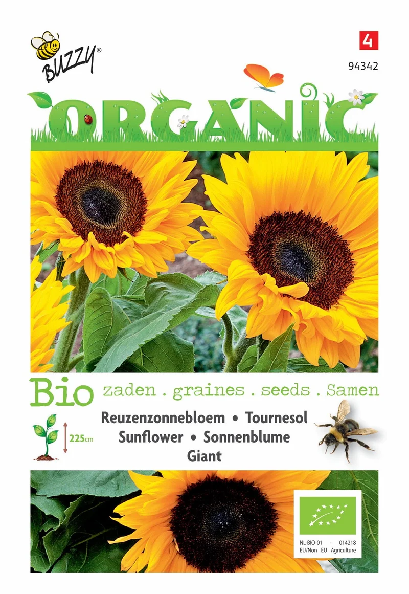 Helianthus, Riesensonnenblume giganteus (BIO)