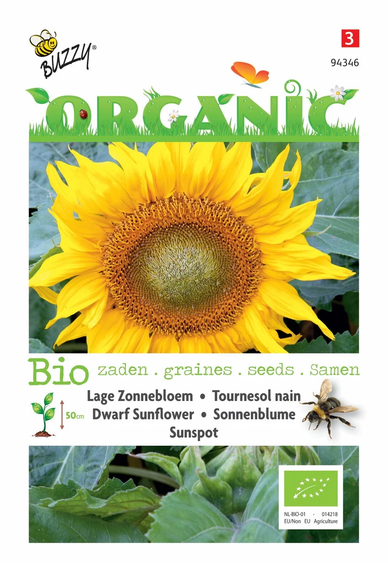 Helianthus, Niedrige Sonnenblume Sonnenfleck (BIO)