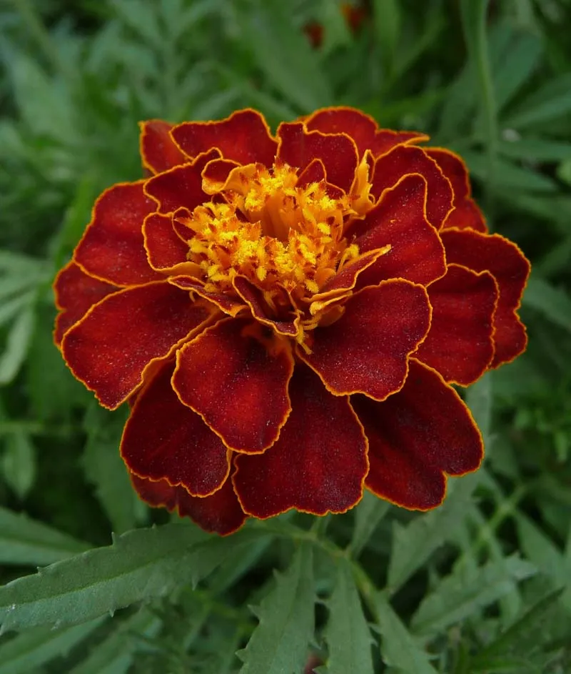 Mahogany Marigold Seeds – Rich Velvety Blooms for Garden Borders