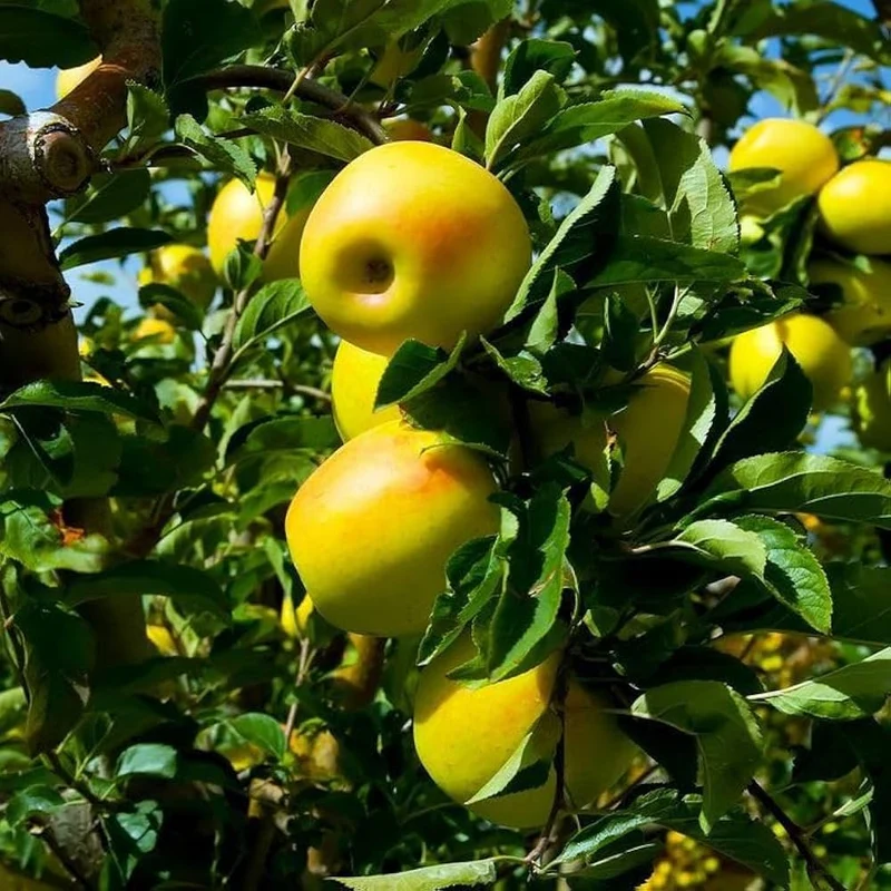 Golden Delicious Apple Seeds for Planting