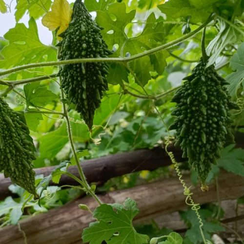 Indian Short Bitter Gourd Seeds – High-Yield, Heirloom Quality for Home & Garden