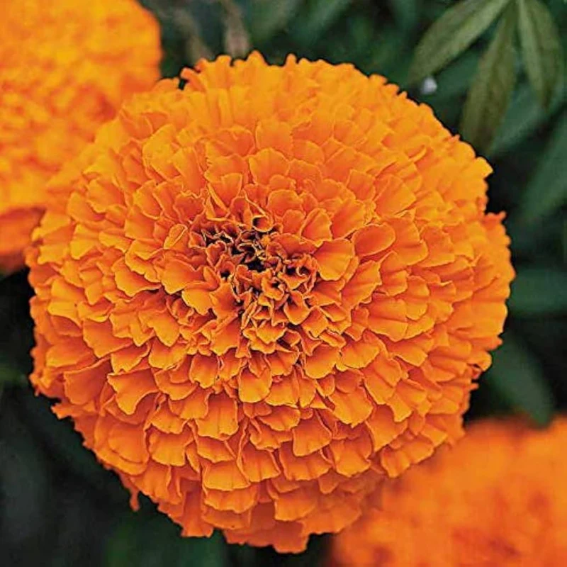Deep Orange Marigold Flower Seeds – Bold & Vibrant Blooms for Gardens