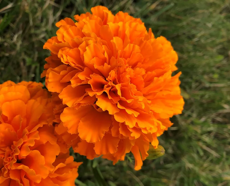 Deep Orange Marigold Flower Seeds – Bold & Vibrant Blooms for Gardens