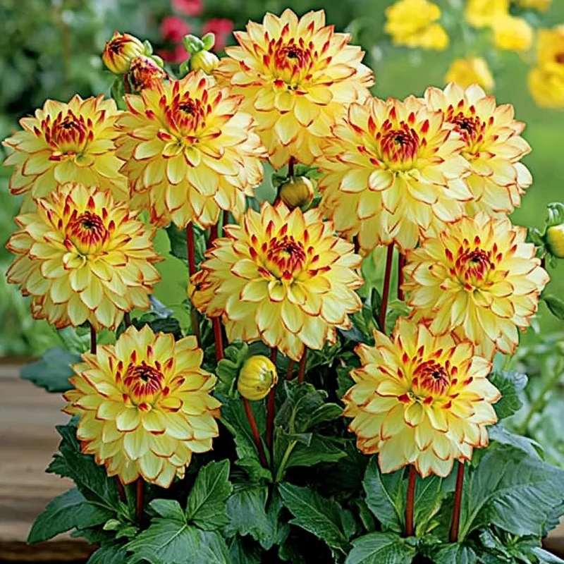 Mixed Yellow and Red Dahlia Seeds – Vibrant Garden Blooms for Planting