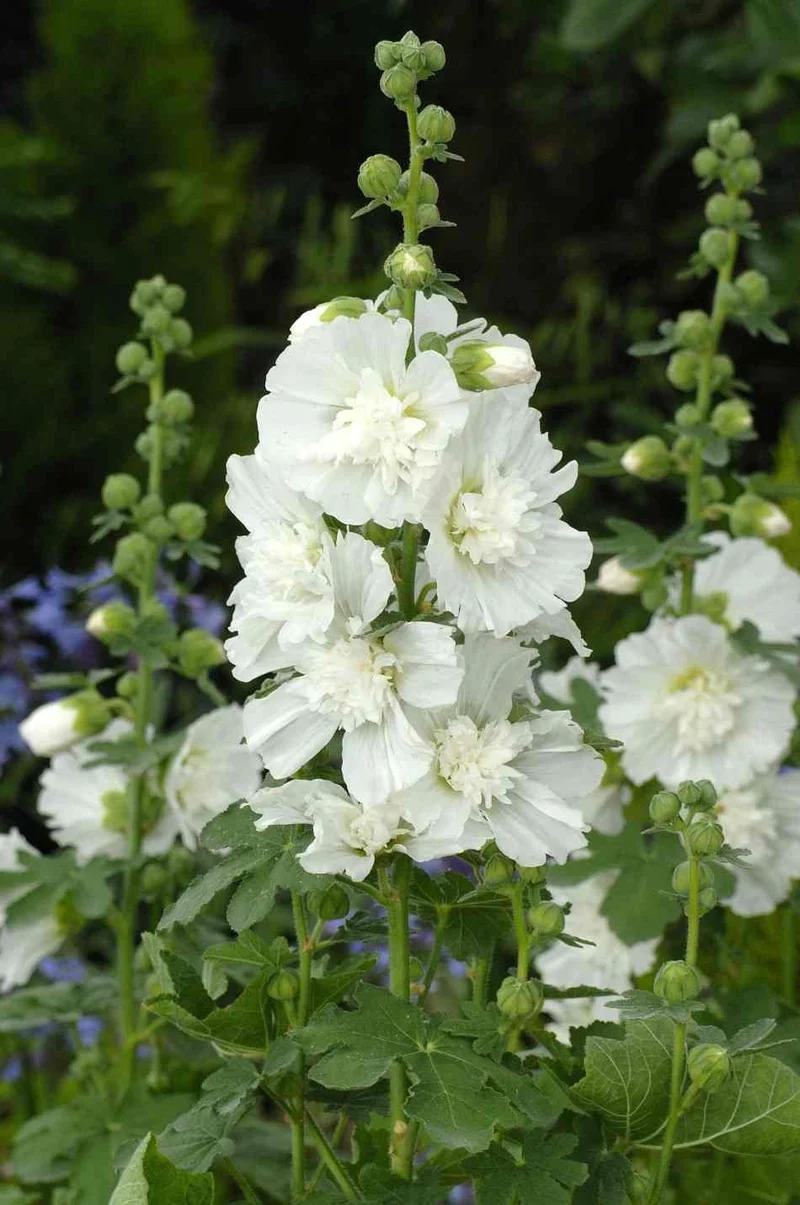 Stockrose (Alcea rosea 'Alba')