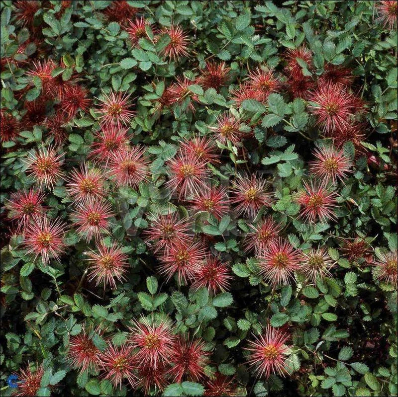 Stachelnuss (Acaena microphylla 'Kupferteppich')