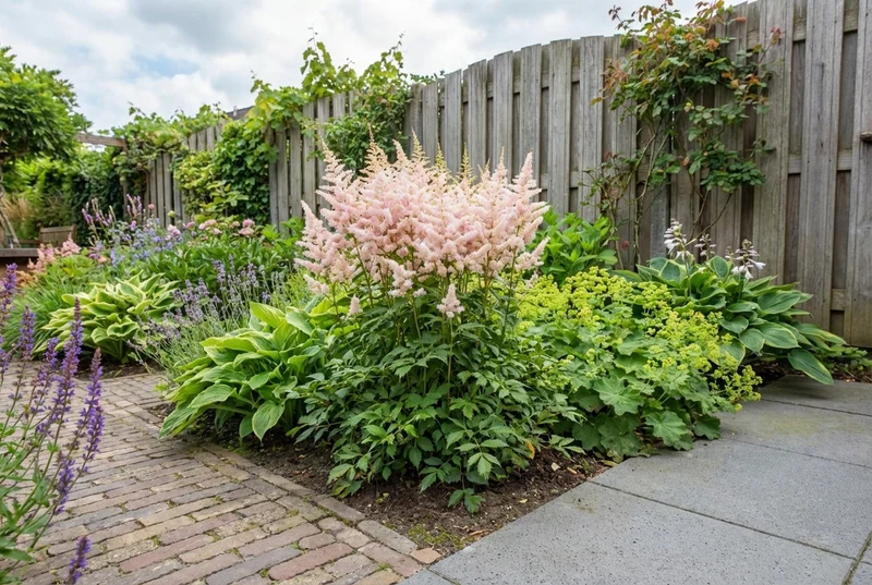 Spirea (Astilbe (J) 'Europa')