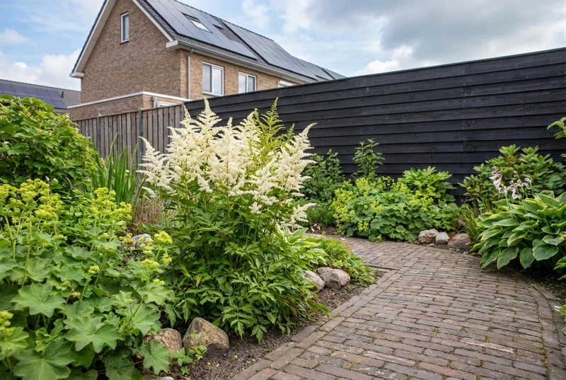 Spirea (Astilbe (A) 'Deutschland')