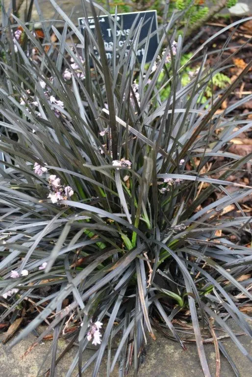 Schlangenbart (Ophiopogon planiscapus 'Niger')