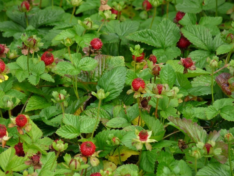Ziererdbeere (Duchesnea indica)