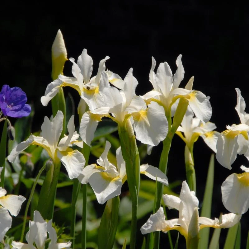 Sibirische Schwertlilie (Iris sibirica 'Snow Queen')