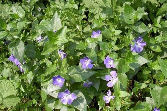 Immergrün (Vinca major)