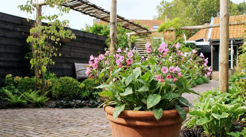 Lungenkraut (Pulmonaria saccharata 'Dora Bieleveld')