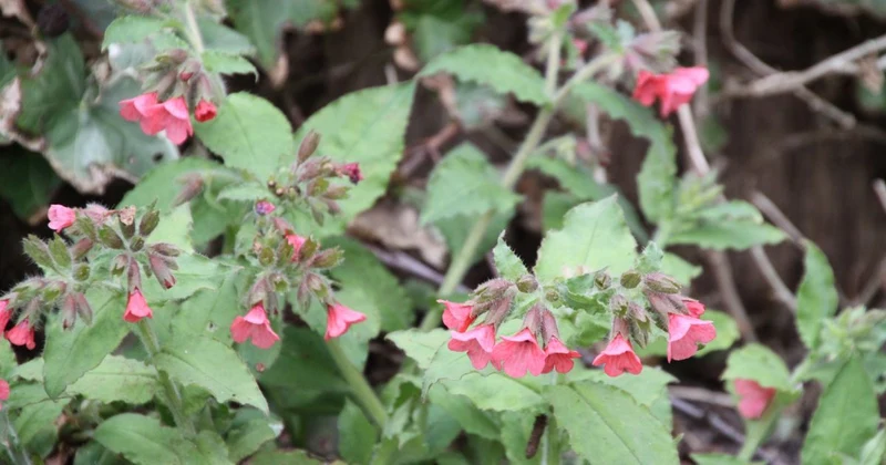 Lungenkraut (Pulmonaria rubra 'Rotschwanz')