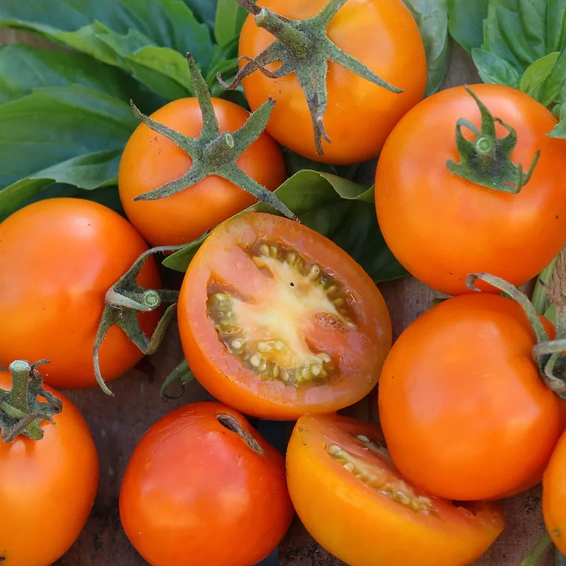 Jaune Flammée Tomato Seeds – Heirloom, Organic, Sweet & Tangy Flavor